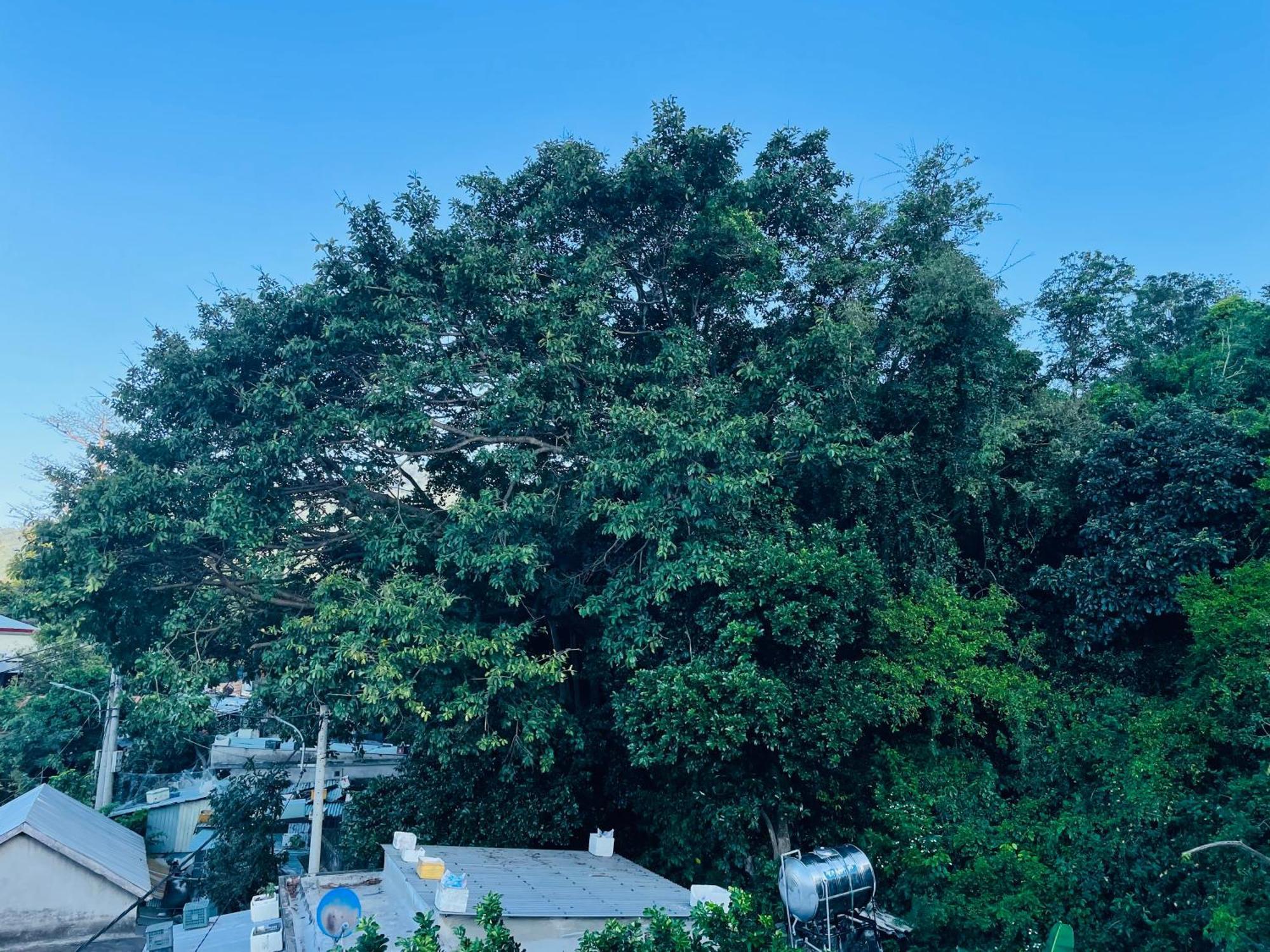 Monkeyland Cham Island Homestay Tan Hiep  ภายนอก รูปภาพ